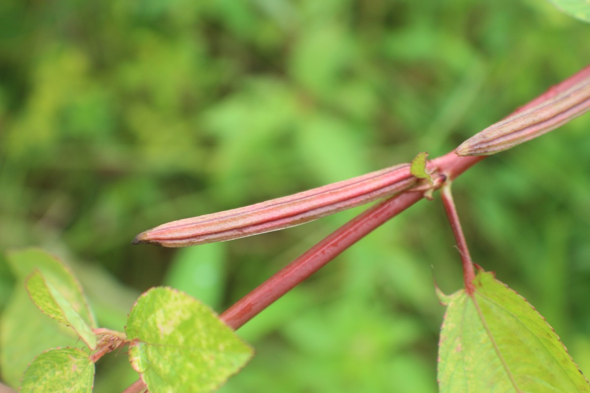 Corchorus olitorius L.